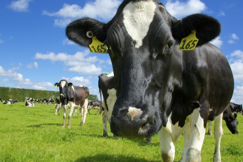 Cow